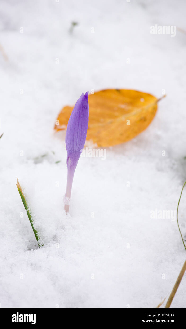 Autunno-fioritura di crochi, Crocus banaticus, chiuso fino a neve, sulla Fundata Pass, Carpazi Meridionali, Romania Foto Stock
