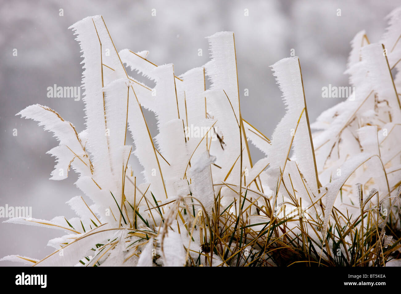 Erbe coperto con nebbia di congelamento, in alta montagna Fagaras, Carpazi Meridionali, Romania Foto Stock