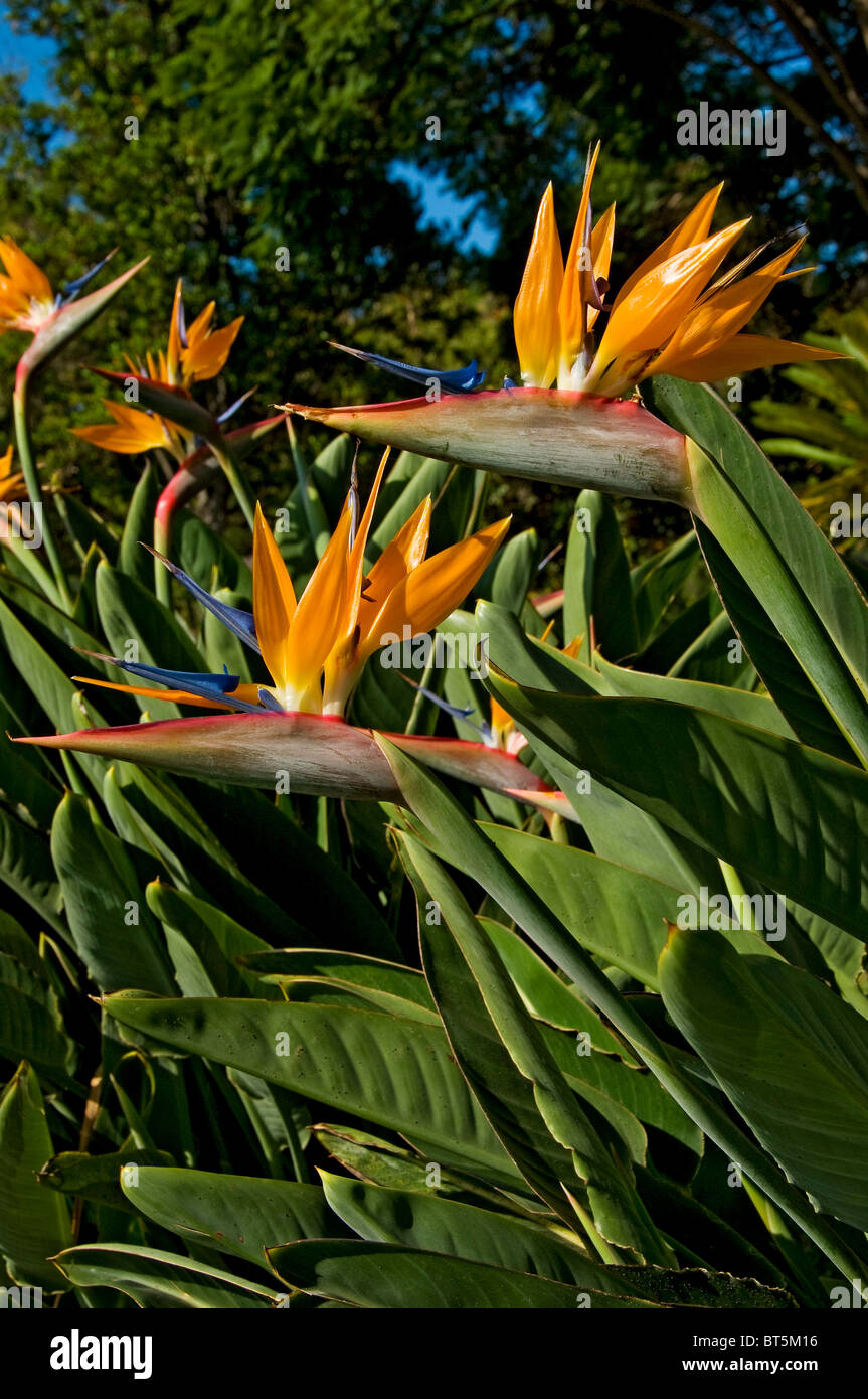 Primo piano di uccello del paradiso strelitzia fiori d'arancio (strelitzia reginae) in un parco giardino Madeira Portogallo UE Europa Foto Stock
