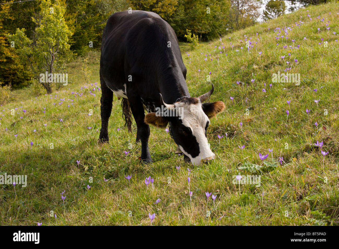 Il pascolo di vacca in un campo pieno di autunno-fioritura di crochi, Crocus banaticus, sul Fundata Pass, Carpazi Meridionali, Romania Foto Stock