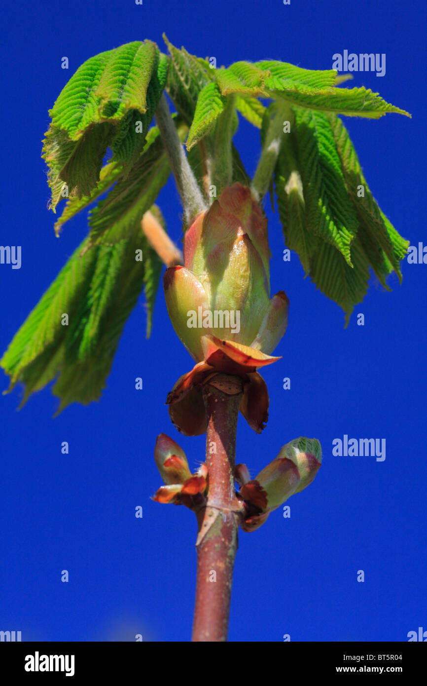 Foglie di molla di Ippocastano (Aesculus hippocastanum) dispiegarsi. Powys, Galles. Foto Stock
