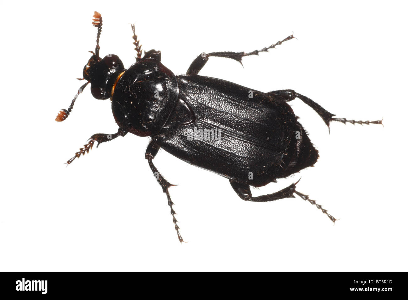 Seppellire o Sexton beetle (Nicrophorus humator). Insetti vivi fotografati contro uno sfondo bianco su un portatile studio. Foto Stock