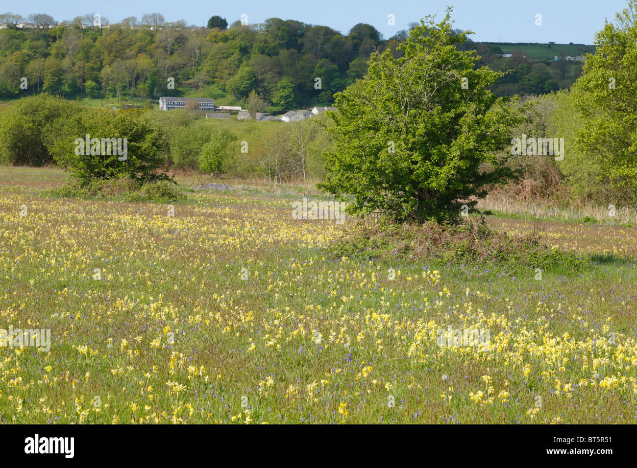 Bluebells (Hyacinthoides non scripta) e Cowslips (Primula veris) fioritura in un prato di Oxwich Riserva Naturale Nazionale. Foto Stock