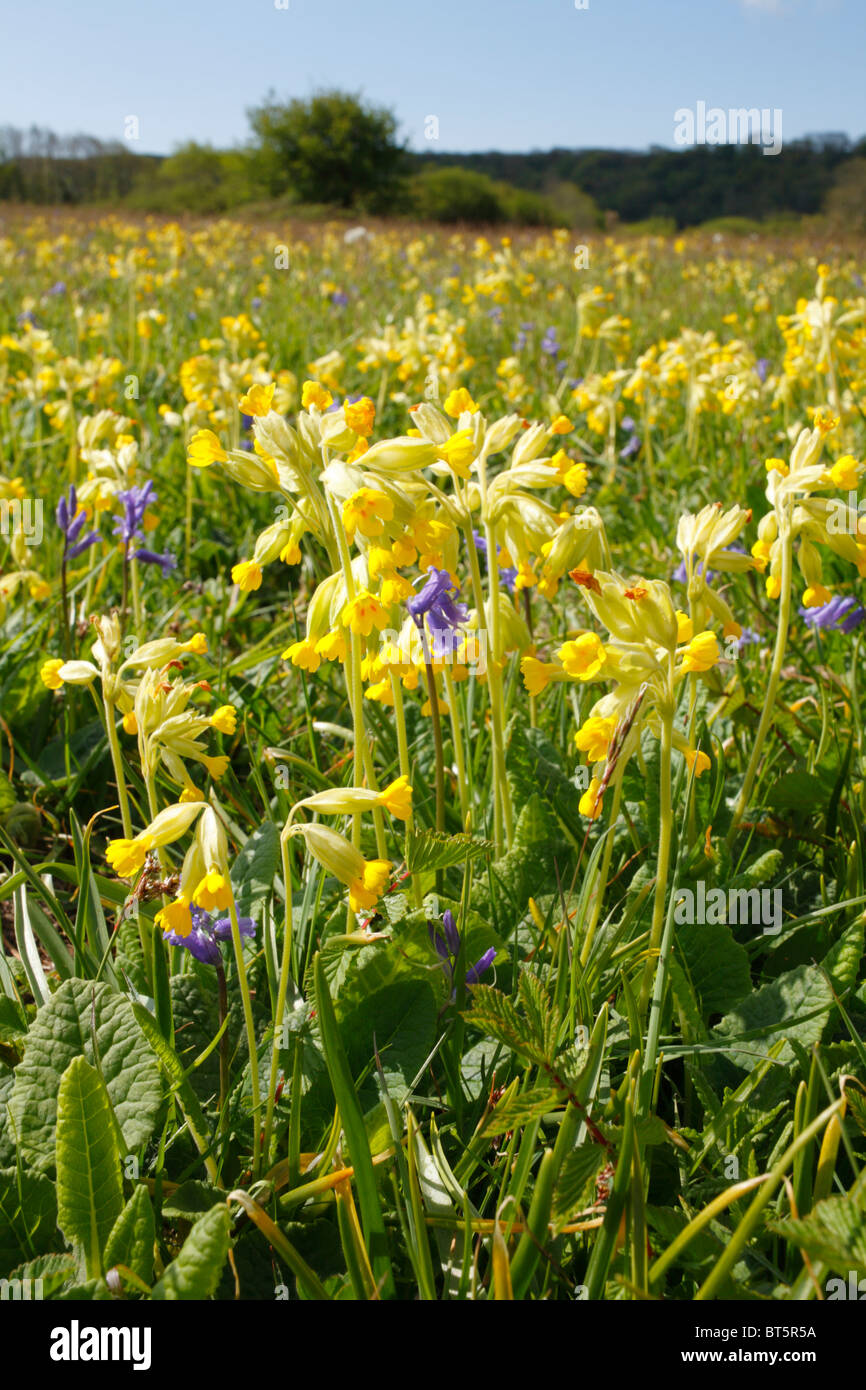 Cowslips (Primula veris) fioritura in un prato. Oxwich, Gower, Galles. Maggio. Foto Stock