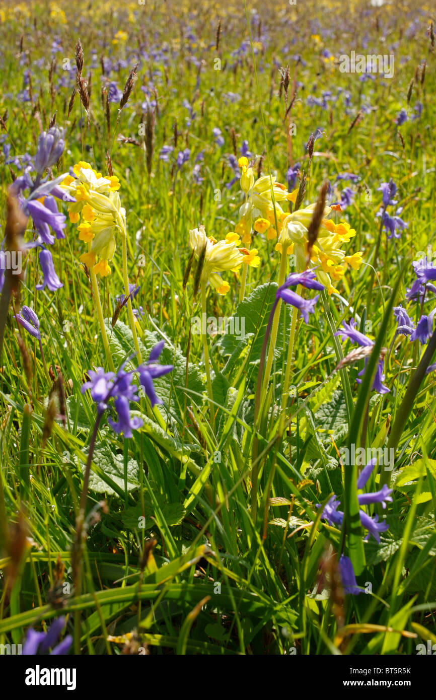 Cowslips (Primula veris) fioritura in un prato. Oxwich, Gower, Galles. Maggio. Foto Stock