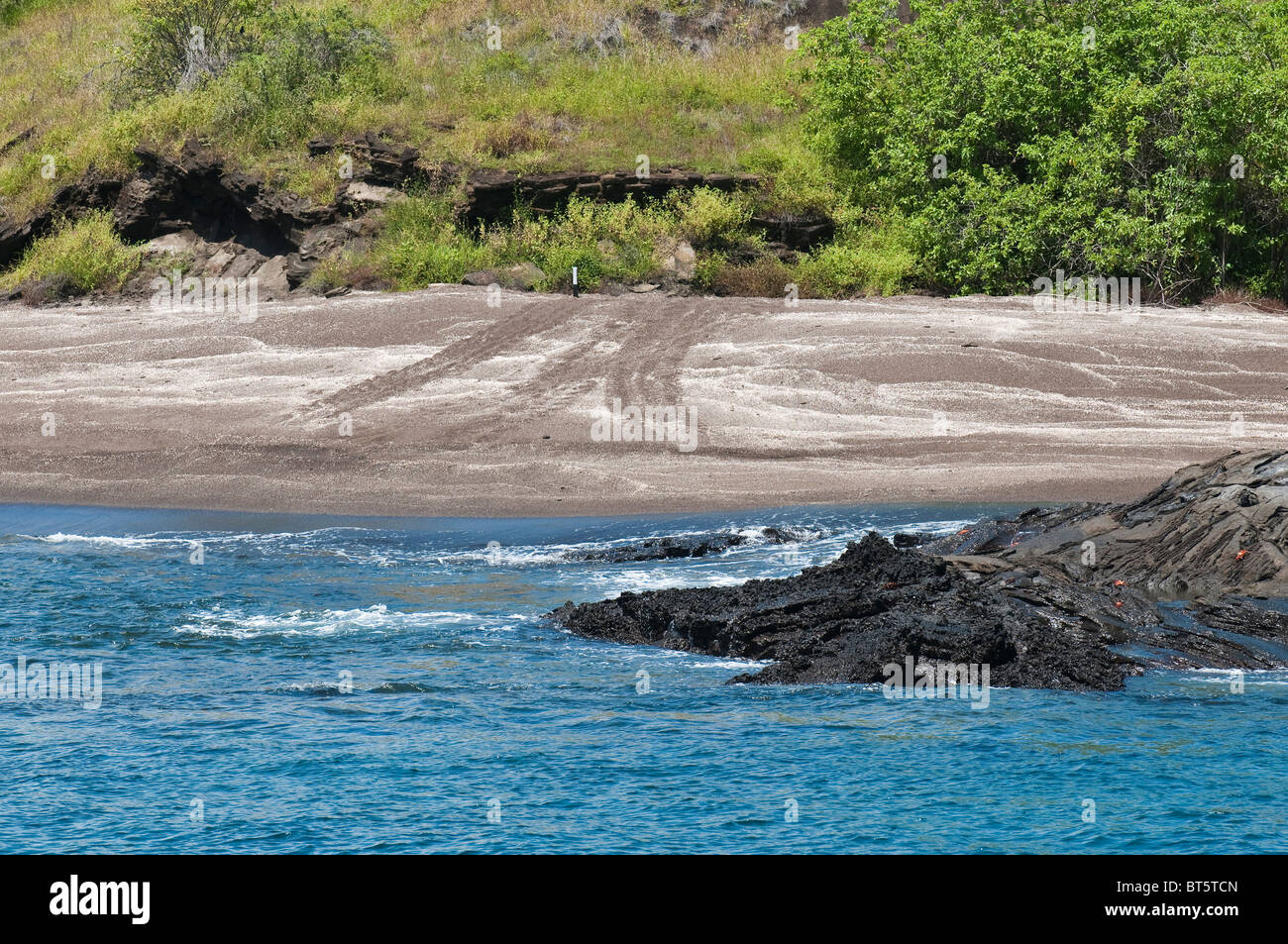 Isole Galapagos, Ecuador. Tracce di tartarughe marine sulla spiaggia di sabbia, Port Egas (James Bay) Isla Santiago (Santiago Island). Foto Stock