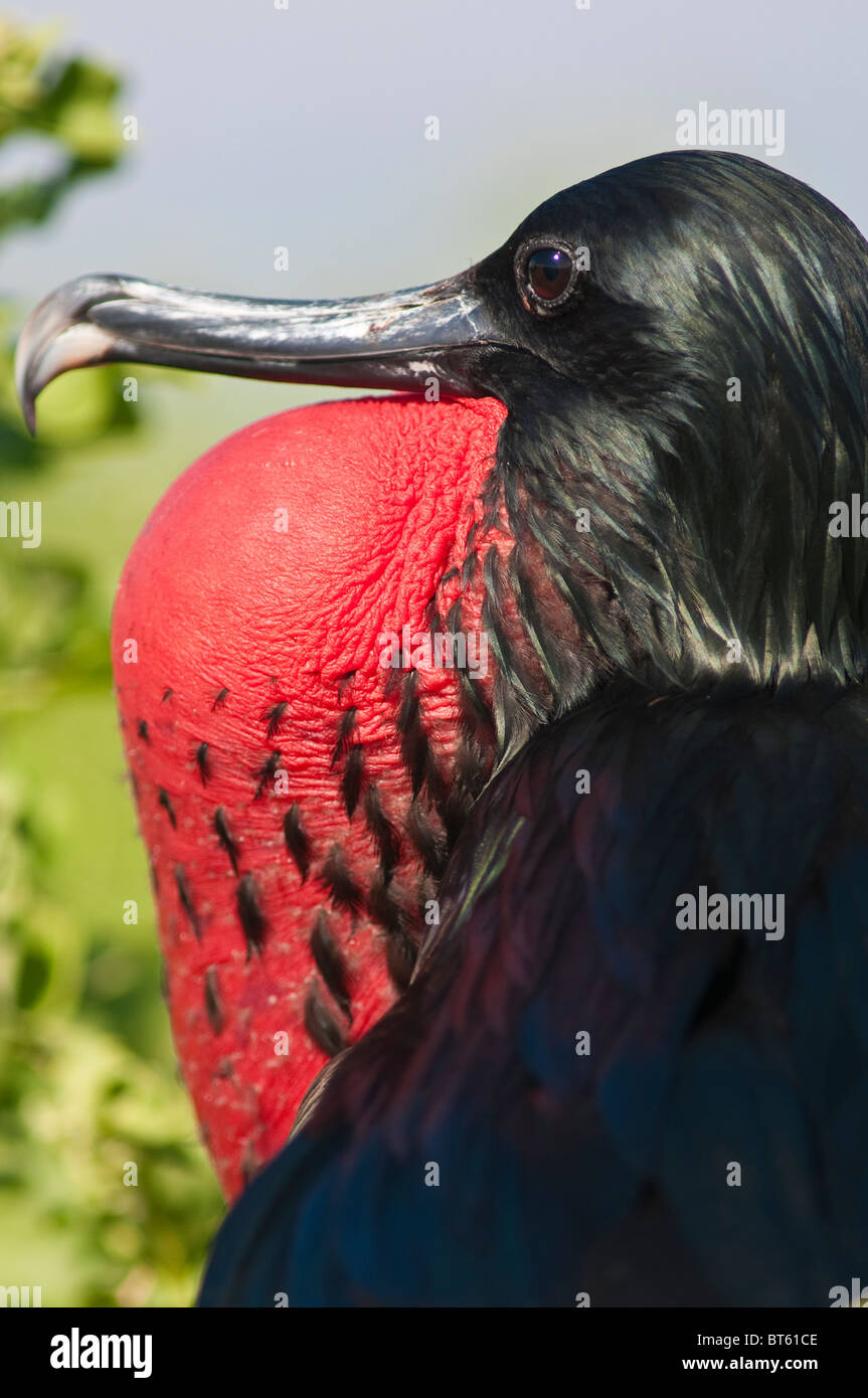 Magnifico frigatebird, (fregata magnificens) Isla Lobos, Isla San Cristóbal (Isola di San Cristóbal), Isole Galapagos, Ecuador. Foto Stock