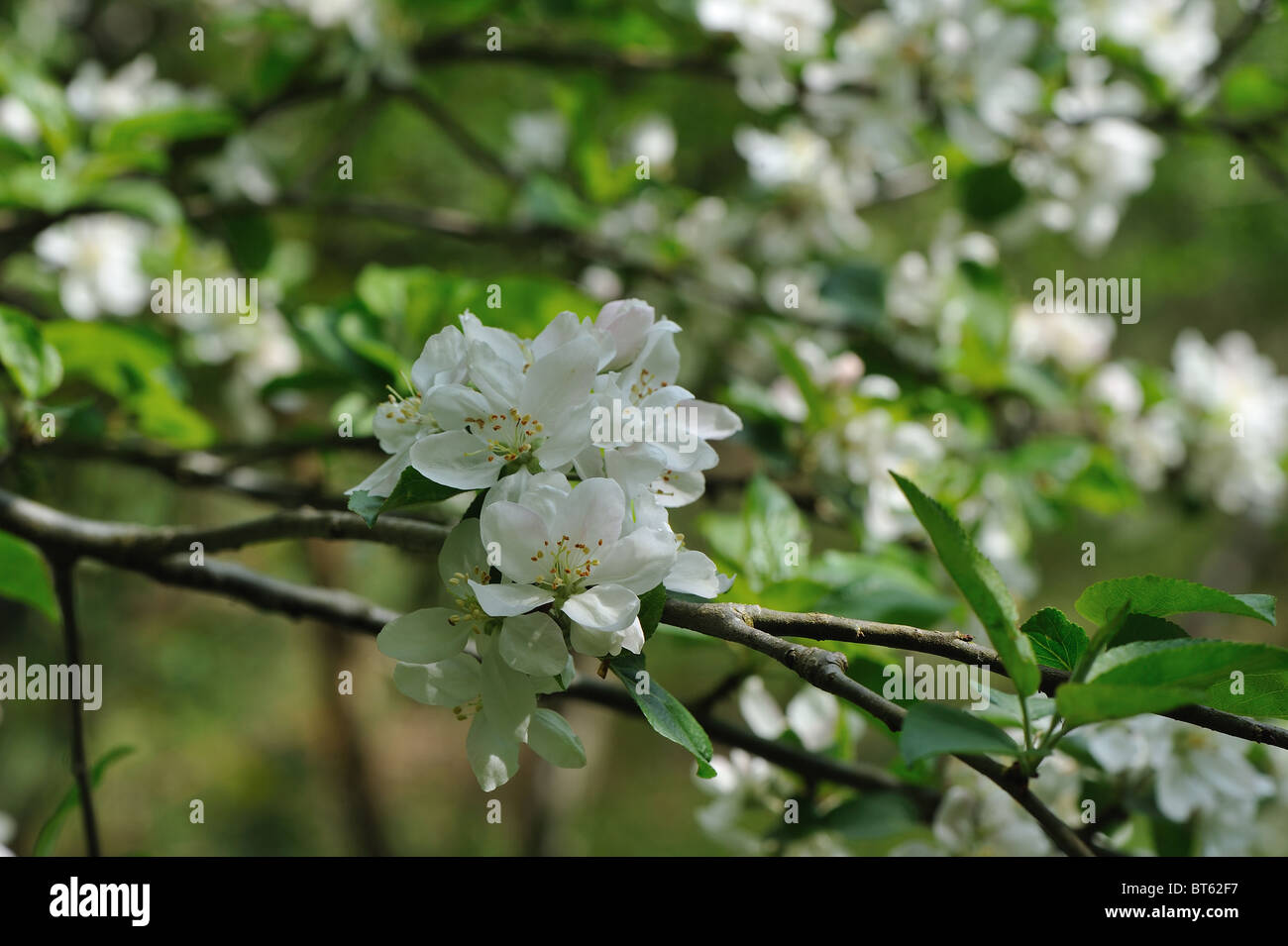 Crab Apple tree - Unione mela selvatica tree (Malus sylvestris) in fiore a molla Foto Stock
