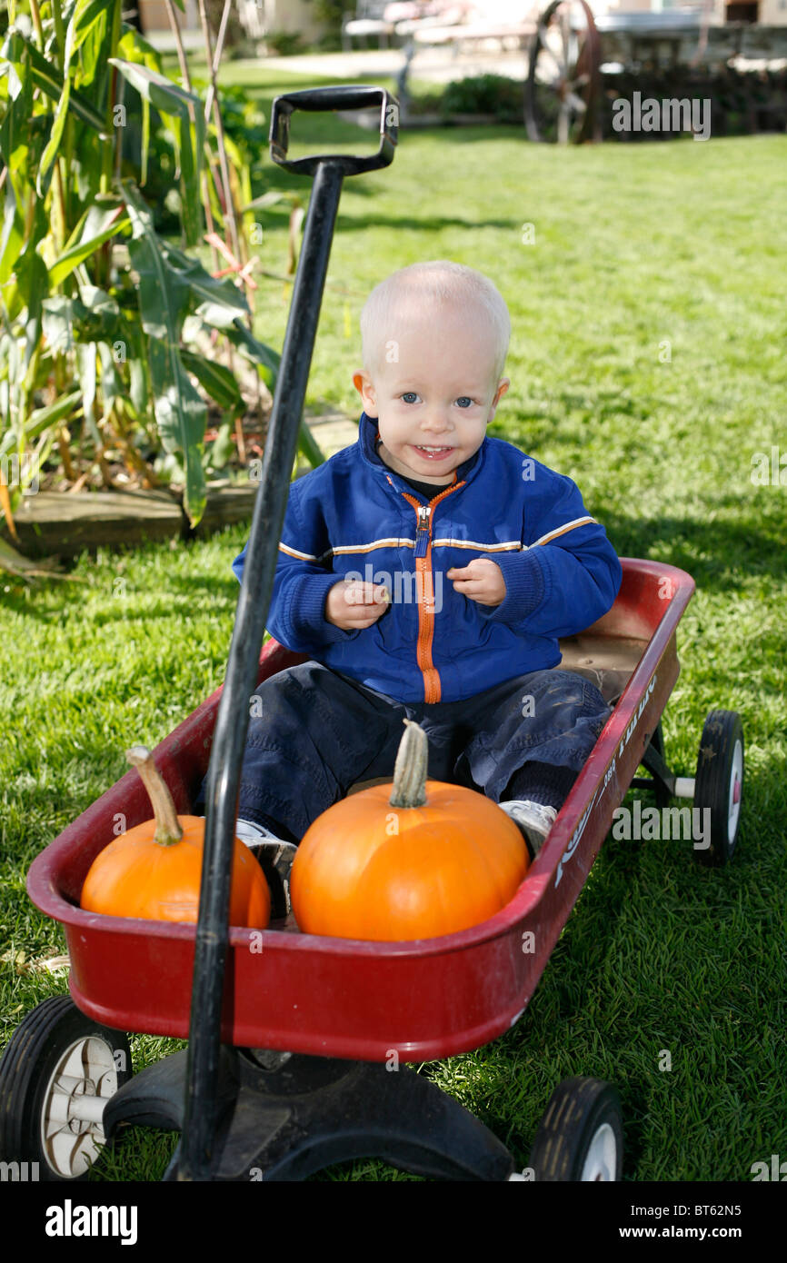 2 anno vecchio ragazzo in rosso Radio Flyer wagon con zucche. Foto Stock