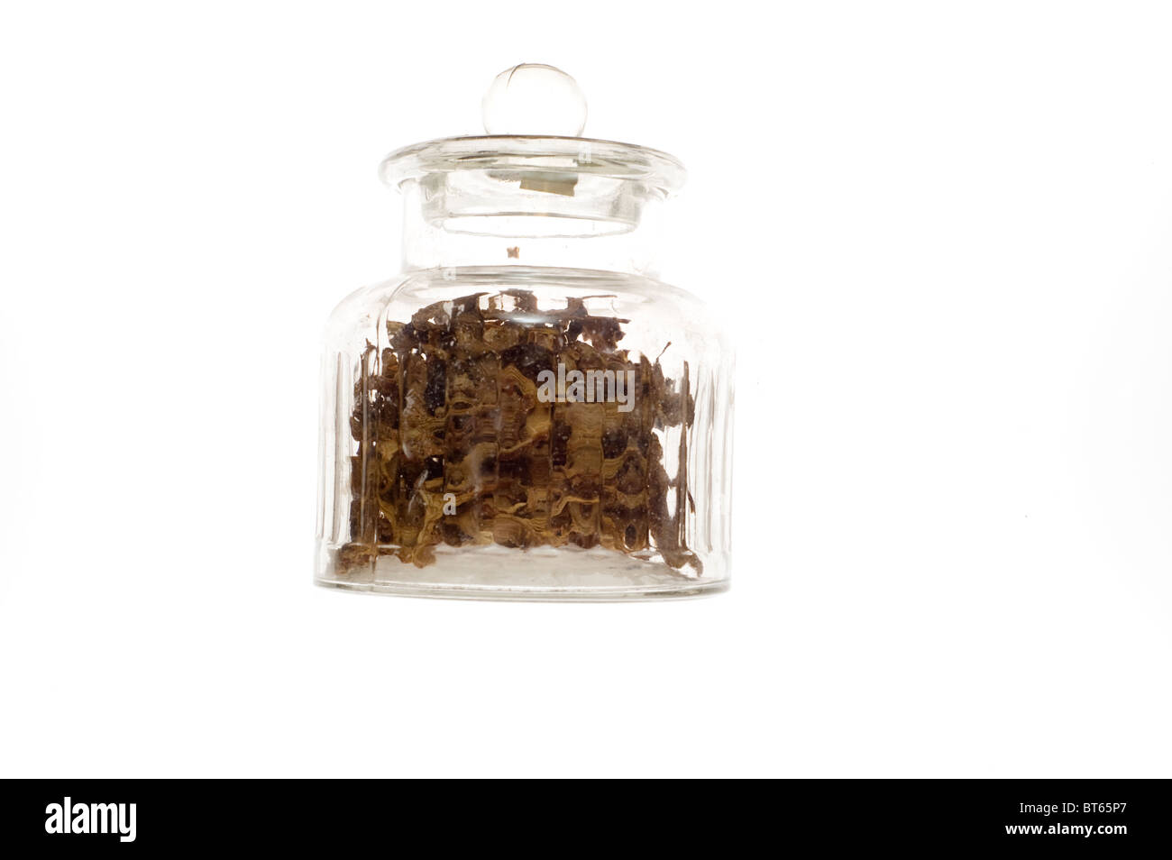 Chanterelle essiccato in un barattolo di vetro Foto Stock