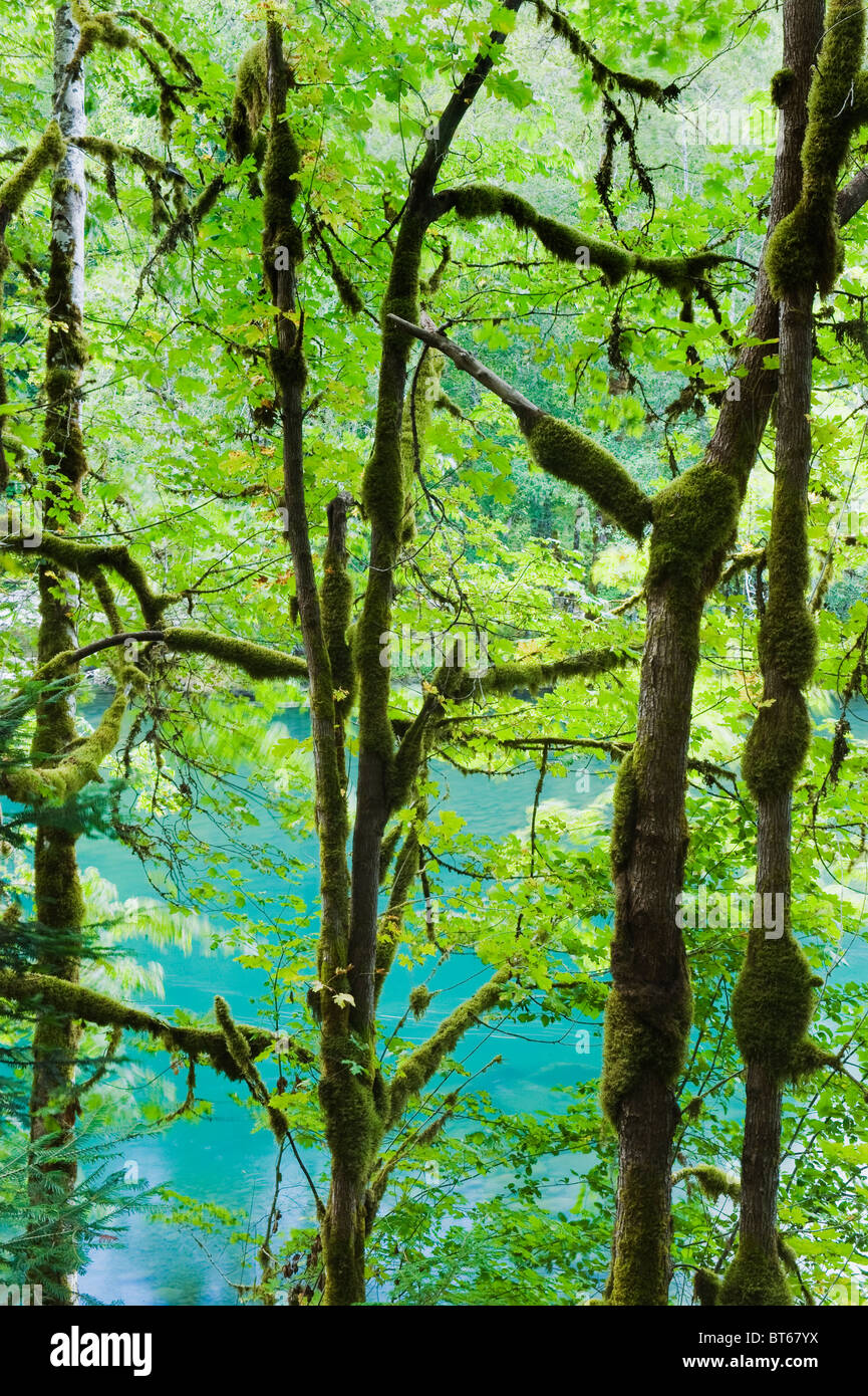 Aceri di muschio lungo il fiume Elwha, il Parco Nazionale di Olympic, Washington Foto Stock