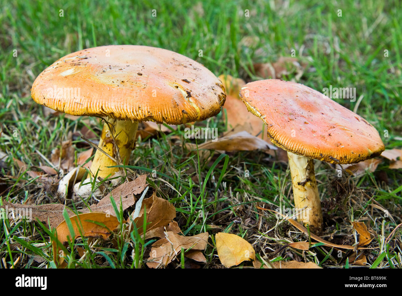 Cesare funghi (Amanita cesarea) Foto Stock