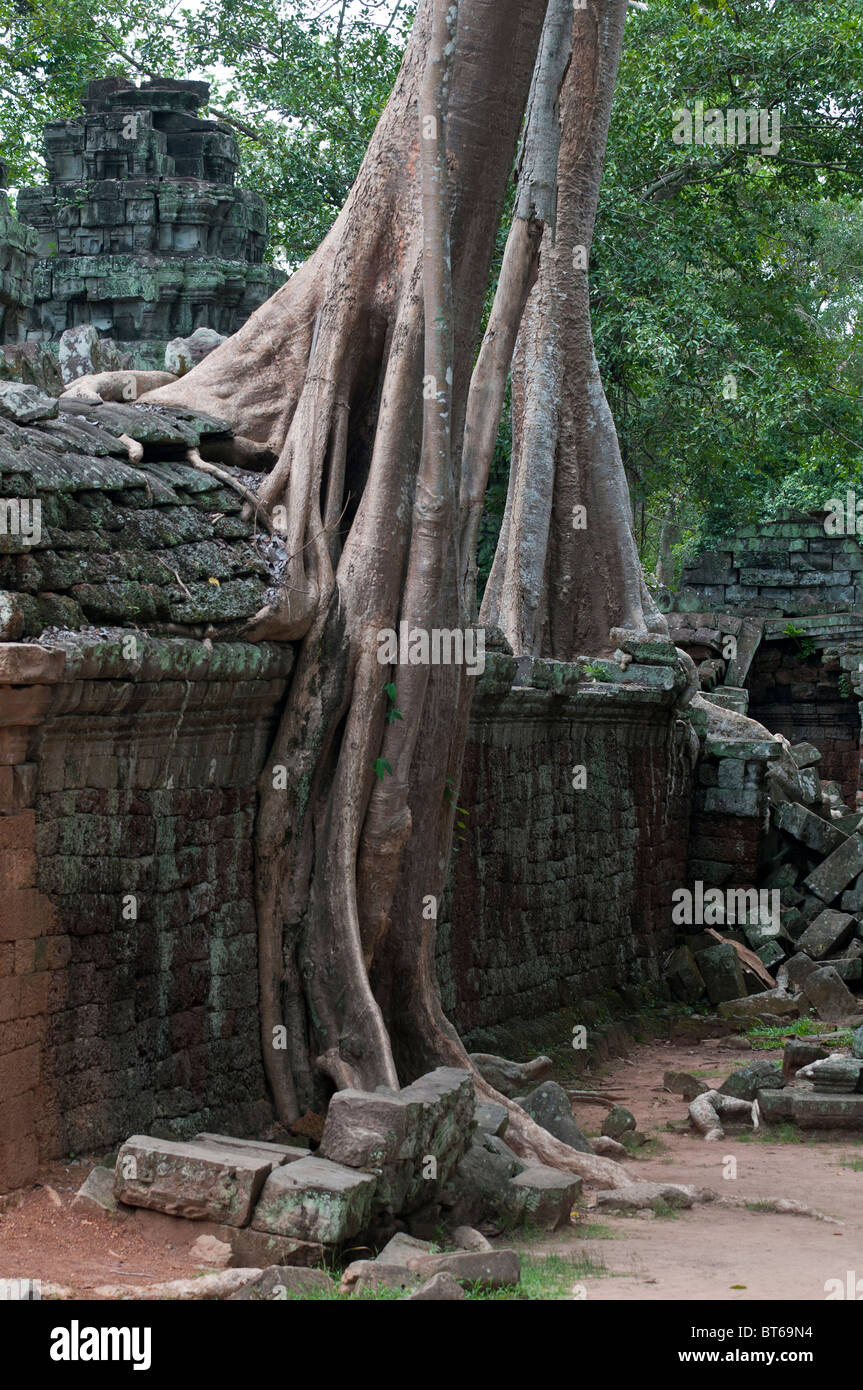 Alberi che crescono sulle rovine della Ta Prohm tempio di Angkor Wat Cambogia. Foto Stock