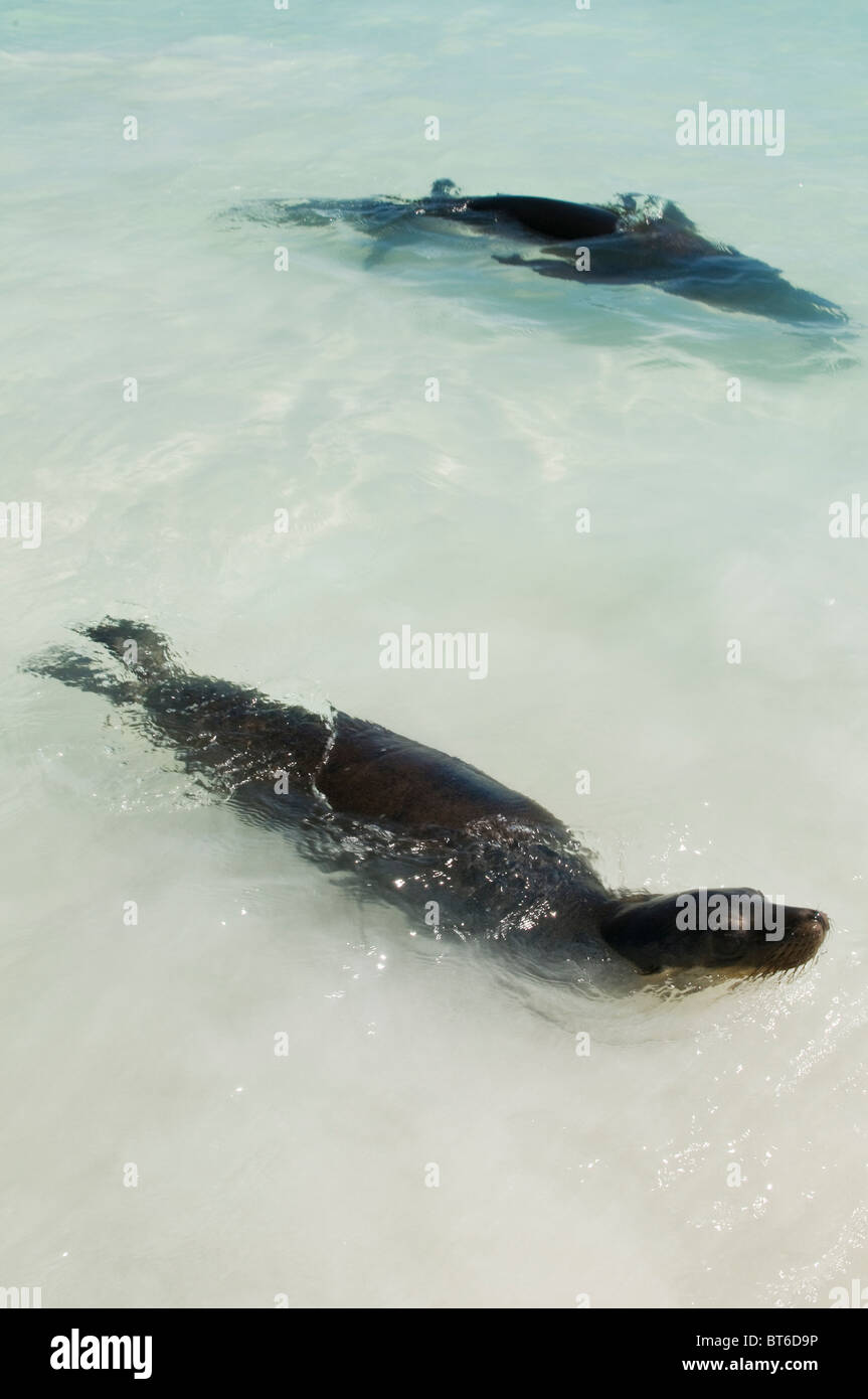 Isole Galapagos, Ecuador. Sea Lion (Zalophus wollebaeki), Baia Gardner, Isla Española (all'Isola Espanola o Cappa isola). Foto Stock