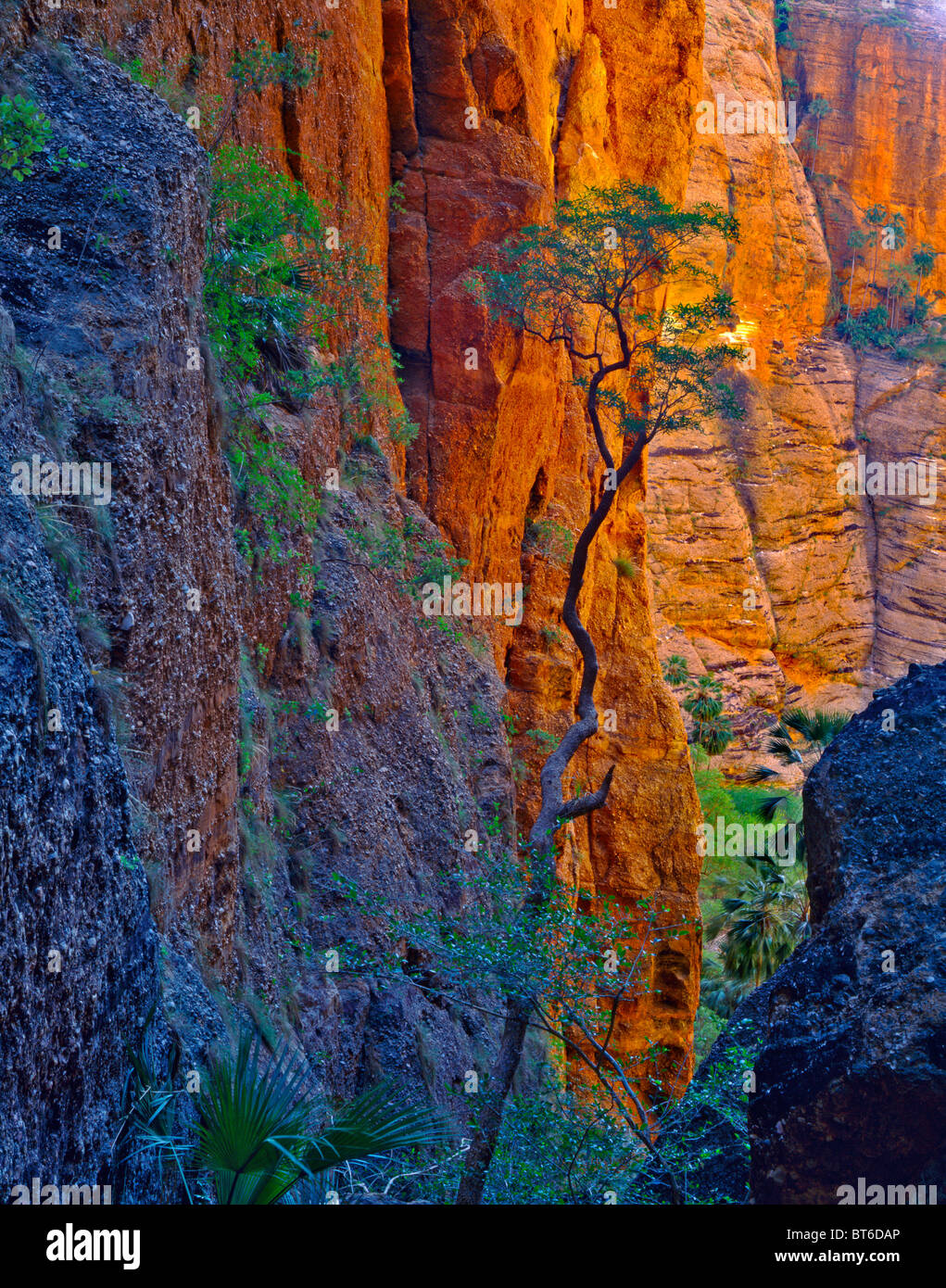 All'interno di Mini Palms Gorge, Parco Nazionale di Purmululu, Western Australia, Bungle Bungle Range Foto Stock