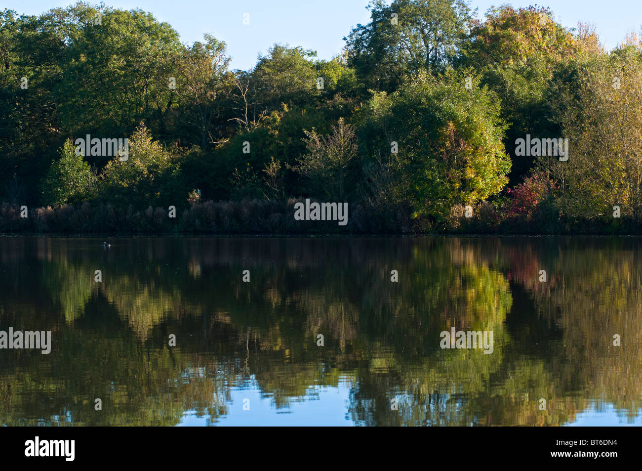 Acque riflettente nella freccia valley lake country park, Louisville, West Midlands, England, Regno Unito Foto Stock