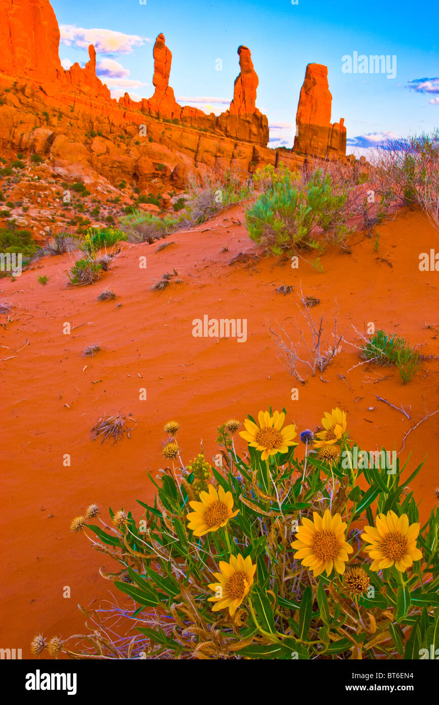 La Marching uomini, Arches National Park nello Utah, Klondike Bluffs sezione pinnacoli di roccia in arenaria Entrada, mulo orecchio o Wyethia Foto Stock