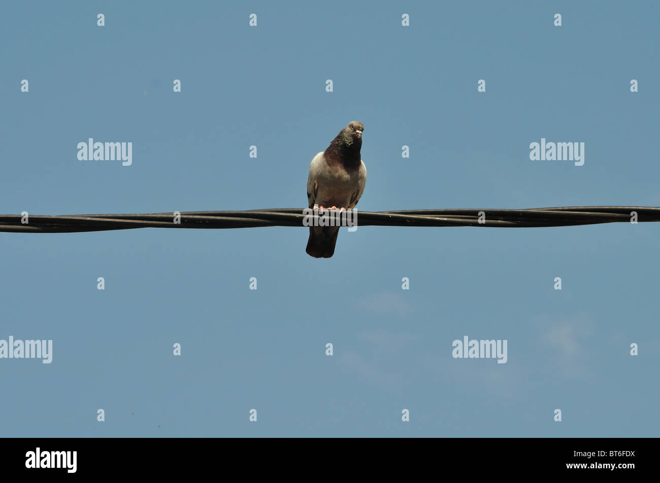 Pigeon bird in appoggio su di un filo. Foto Stock