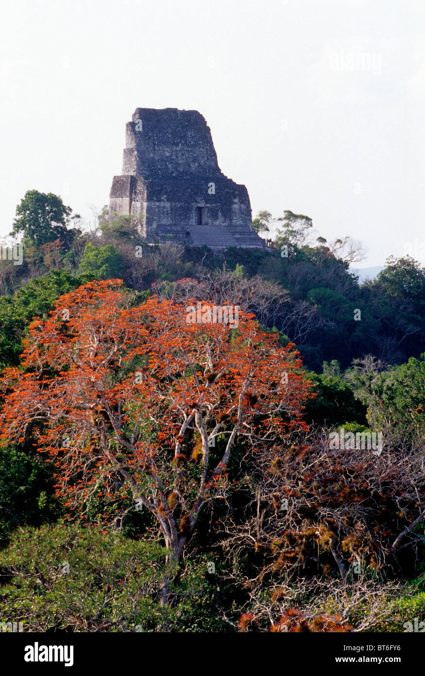 Tempio maya II che si eleva al di sopra della tettoia della giungla al Parco Nazionale di Tikal- El Petén, Guatemala Foto Stock