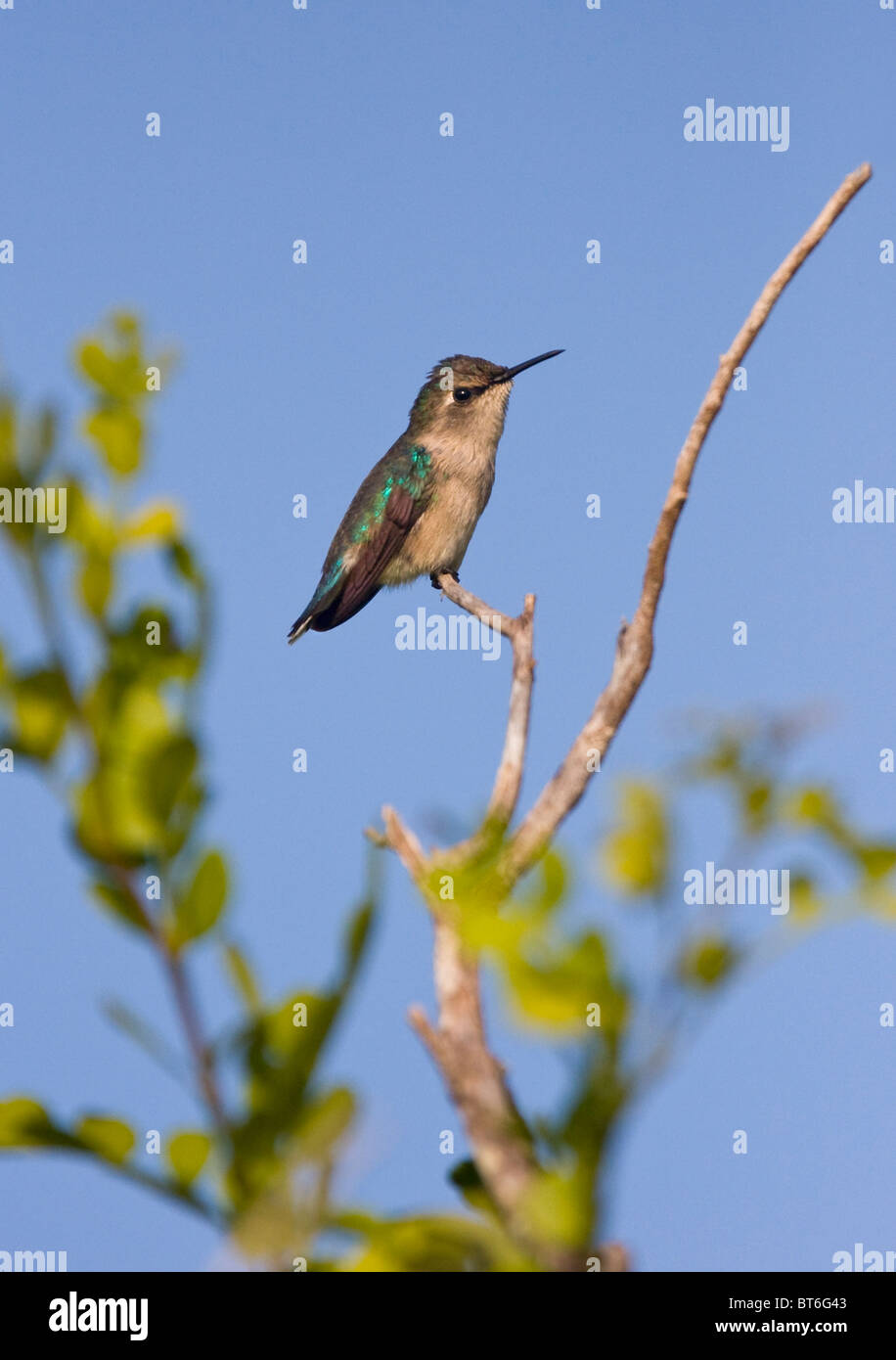 BEE HUMMINGBIRD femmina (Mellisuga helenae) Cuba. Foto Stock