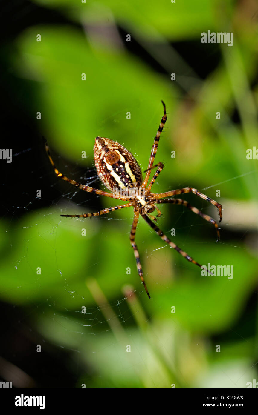 Ampio giardino spider nel web Foto Stock