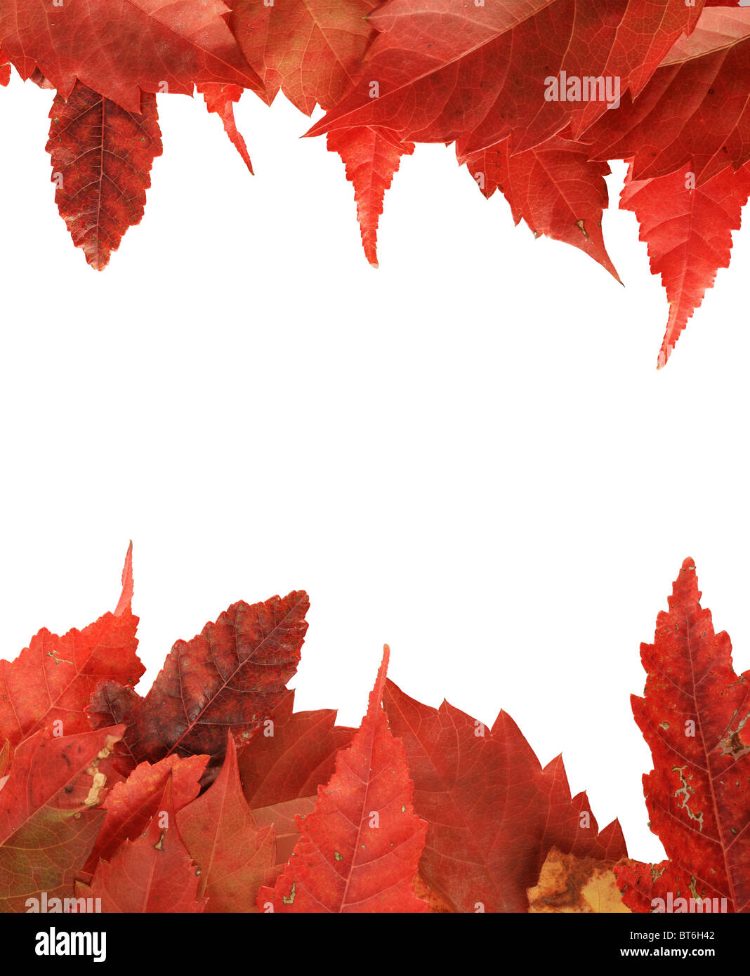 Red fall leaf bordo lungo la parte superiore e la parte inferiore di uno sfondo bianco Foto Stock