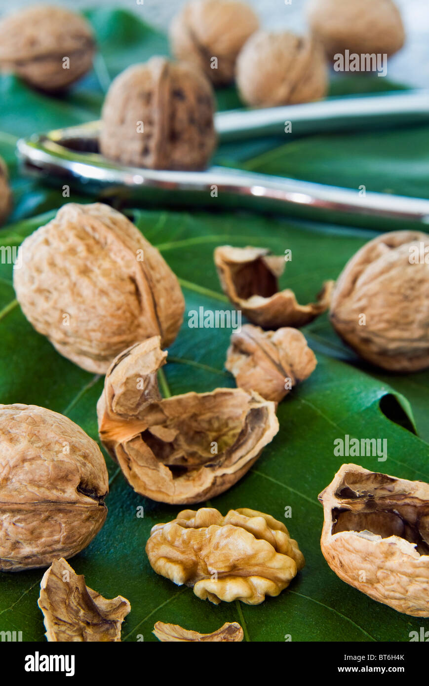 Noci comuni (Juglans regia, persiano di noce, o noce in inglese) Foto Stock