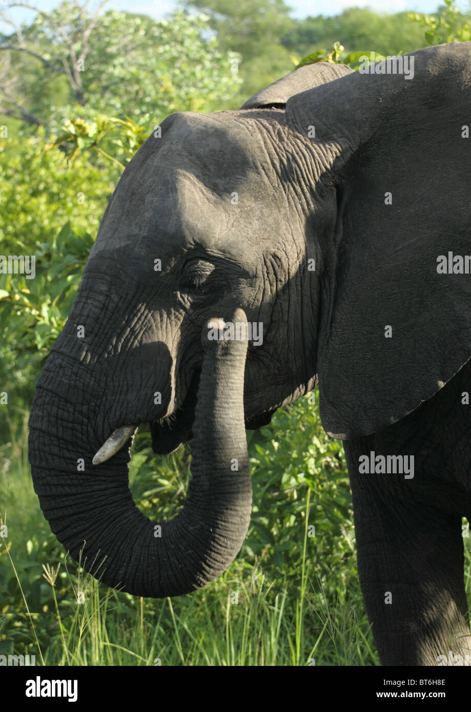 Savana Africana Elephant Foto Stock