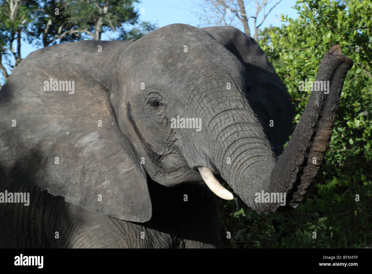Savana Africana Elephant Foto Stock
