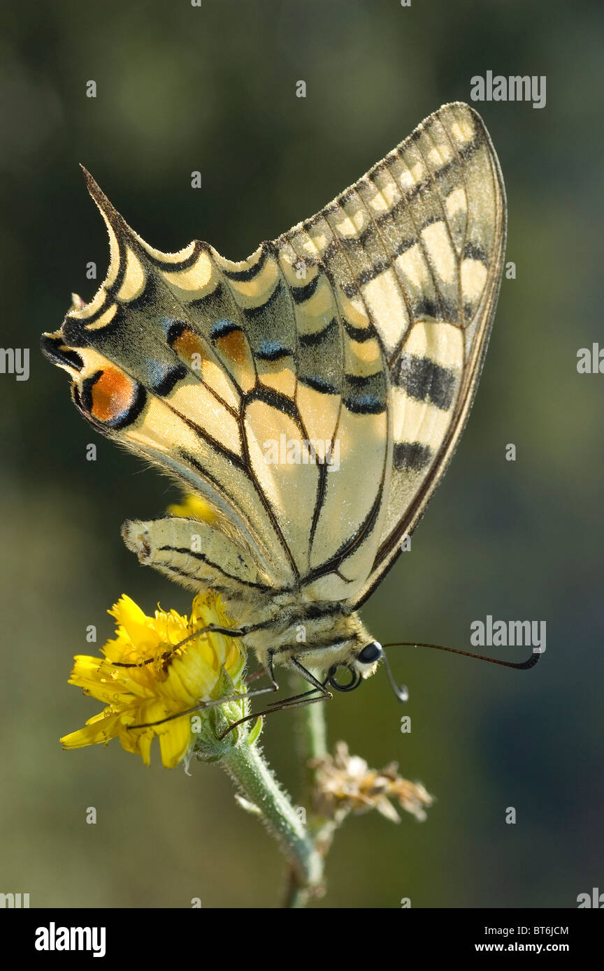 A coda di rondine (Farfalla Papilio machaon) Foto Stock