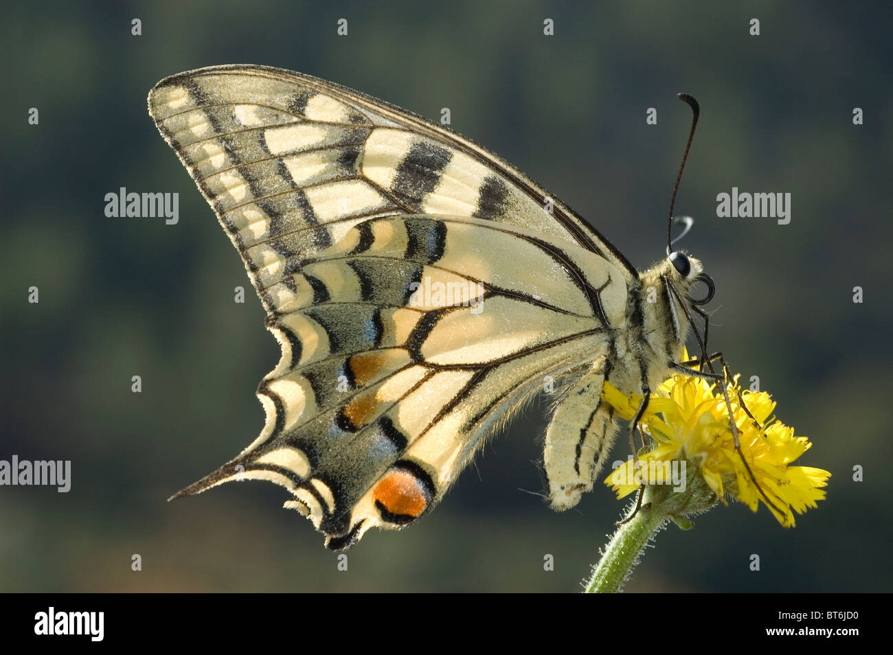 A coda di rondine (farfalla Papilio machaon) Foto Stock