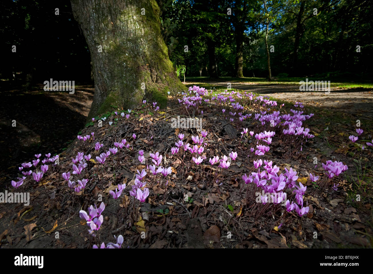 In autunno, edera-lasciava cyclamens in un sottobosco (Allier - Francia). Cyclamens de Napoli dans un sous-bois, en automne (Francia). Foto Stock