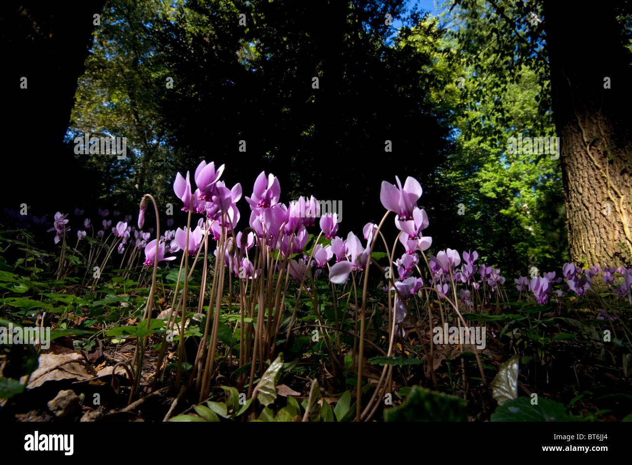 In autunno, edera-lasciava cyclamens in un sottobosco (Allier - Francia). Cyclamens de Napoli dans un sous-bois, en automne (Francia). Foto Stock