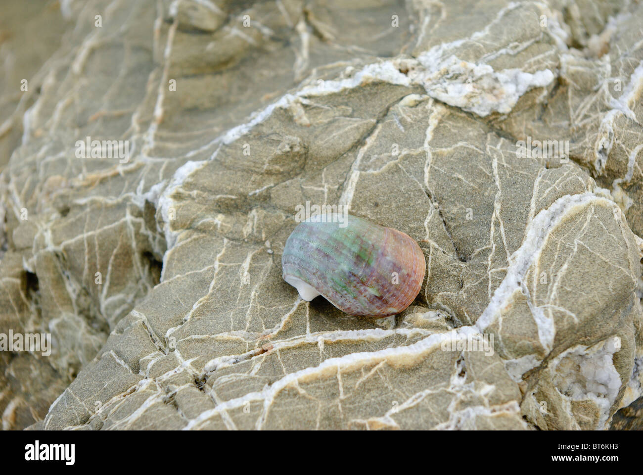 Colorate Shell lumaca su quarzo rivestito di roccia su una spiaggia, Yakushima Island, Giappone Foto Stock