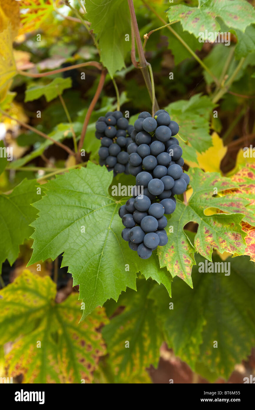Amburgo nero uva sulla vite, Hampshire, Inghilterra. Foto Stock