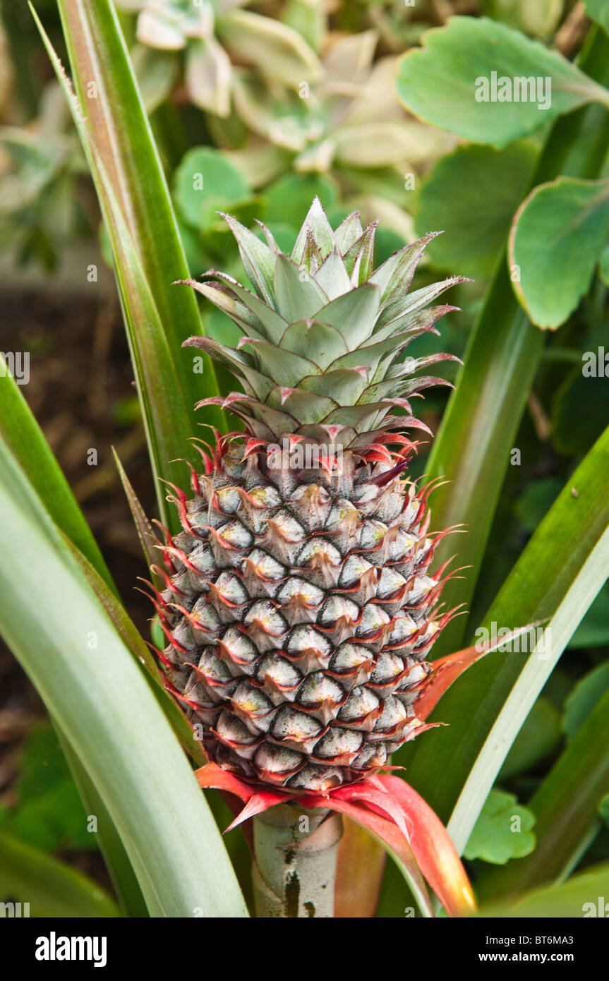 Frutta dell'ananas Foto Stock