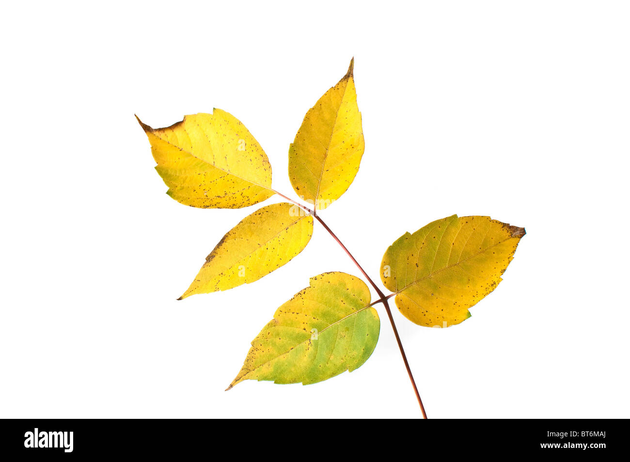 Giallo Foglie di autunno su uno sfondo bianco. Foto Stock
