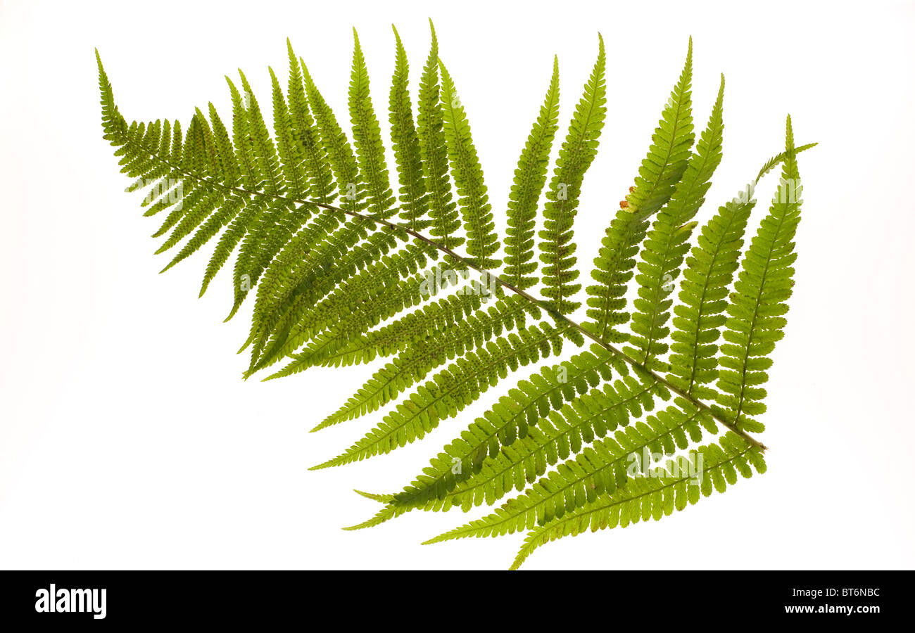 Felce in autunno Foto Stock