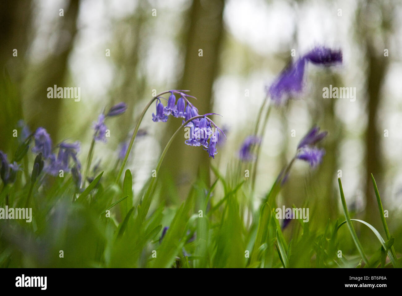 Bluebells in un bosco in primavera Foto Stock