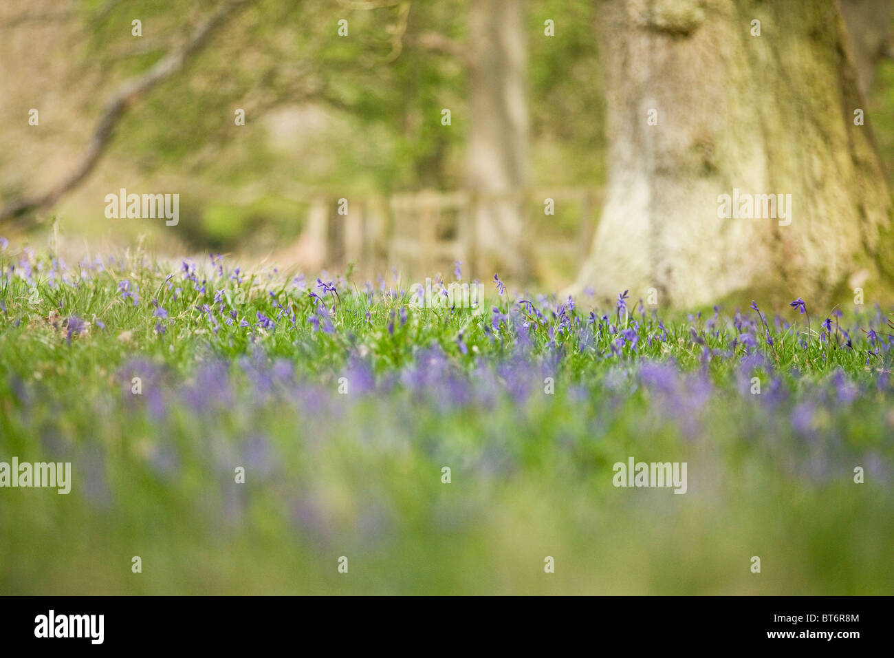 Un tappeto di bluebells in primavera Foto Stock