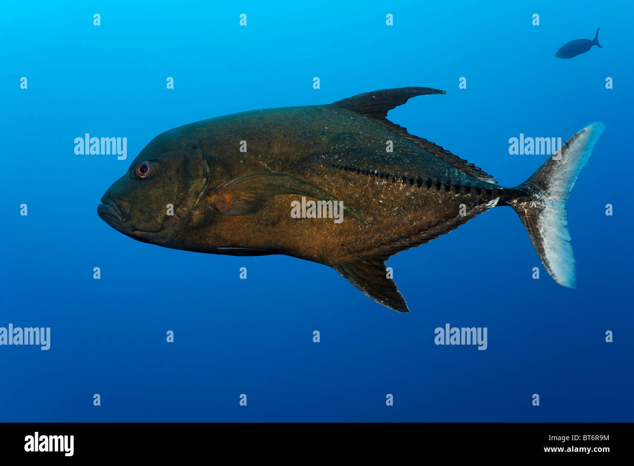 Black Jack (Caranx lugubris), acqua azzurra, Cocos Island, Costa Rica, America Centrale e del Pacifico Foto Stock