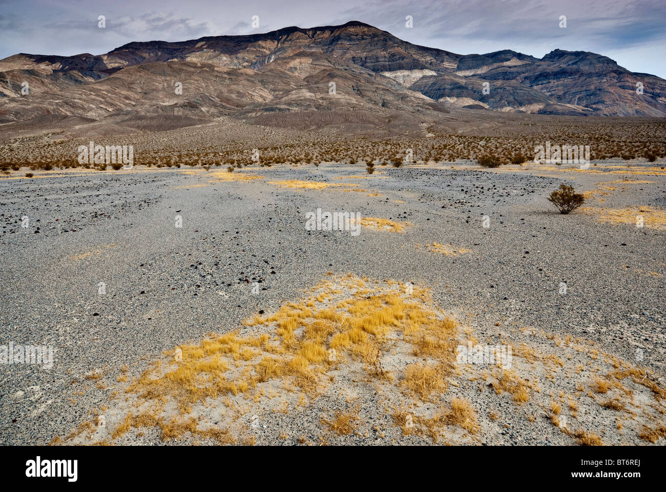 Erba che cresce a disertare in Panamint Valley, quattro grandi Mine Road, Death Valley Nat Park, California, Stati Uniti d'America Foto Stock