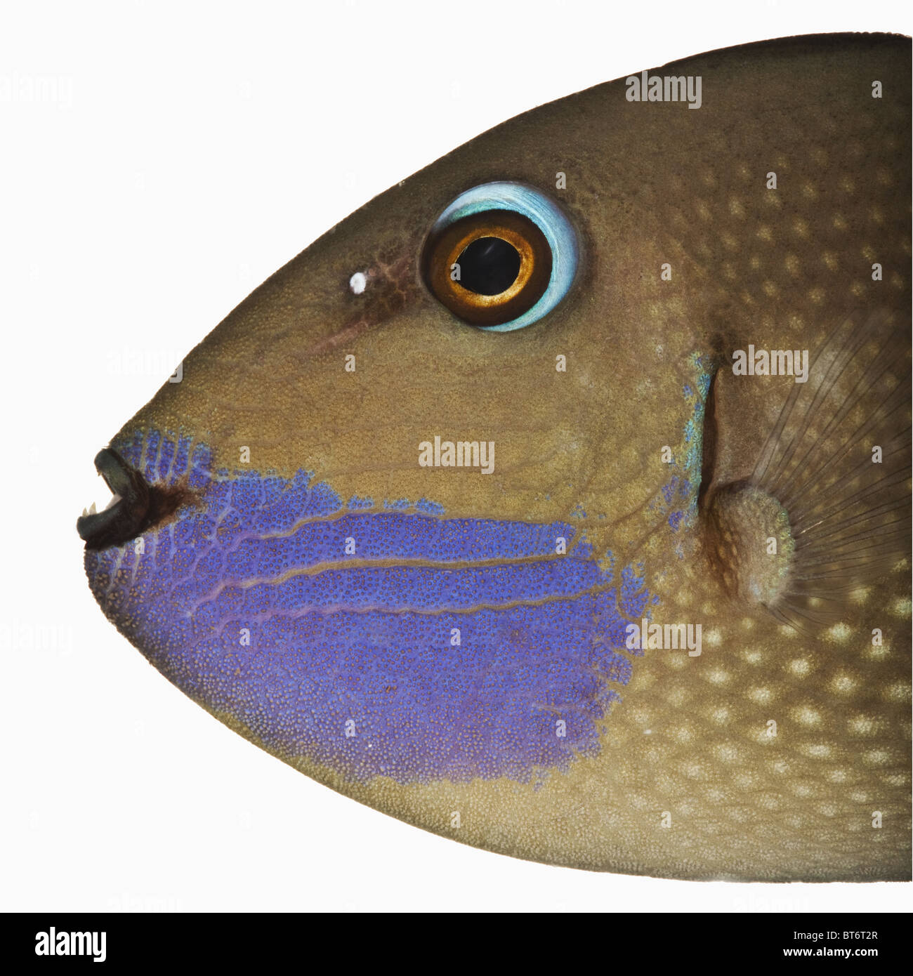 Faccia blu pesce trigger (Xanthichthys auromarginatus).Studio shot contro uno sfondo bianco. Foto Stock