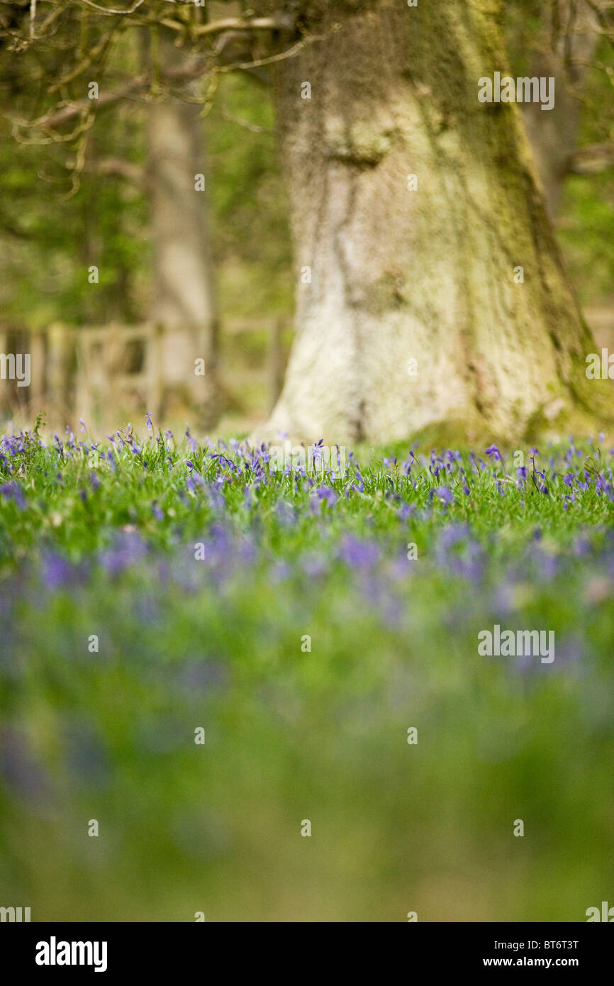 Un tappeto di bluebells in primavera Foto Stock
