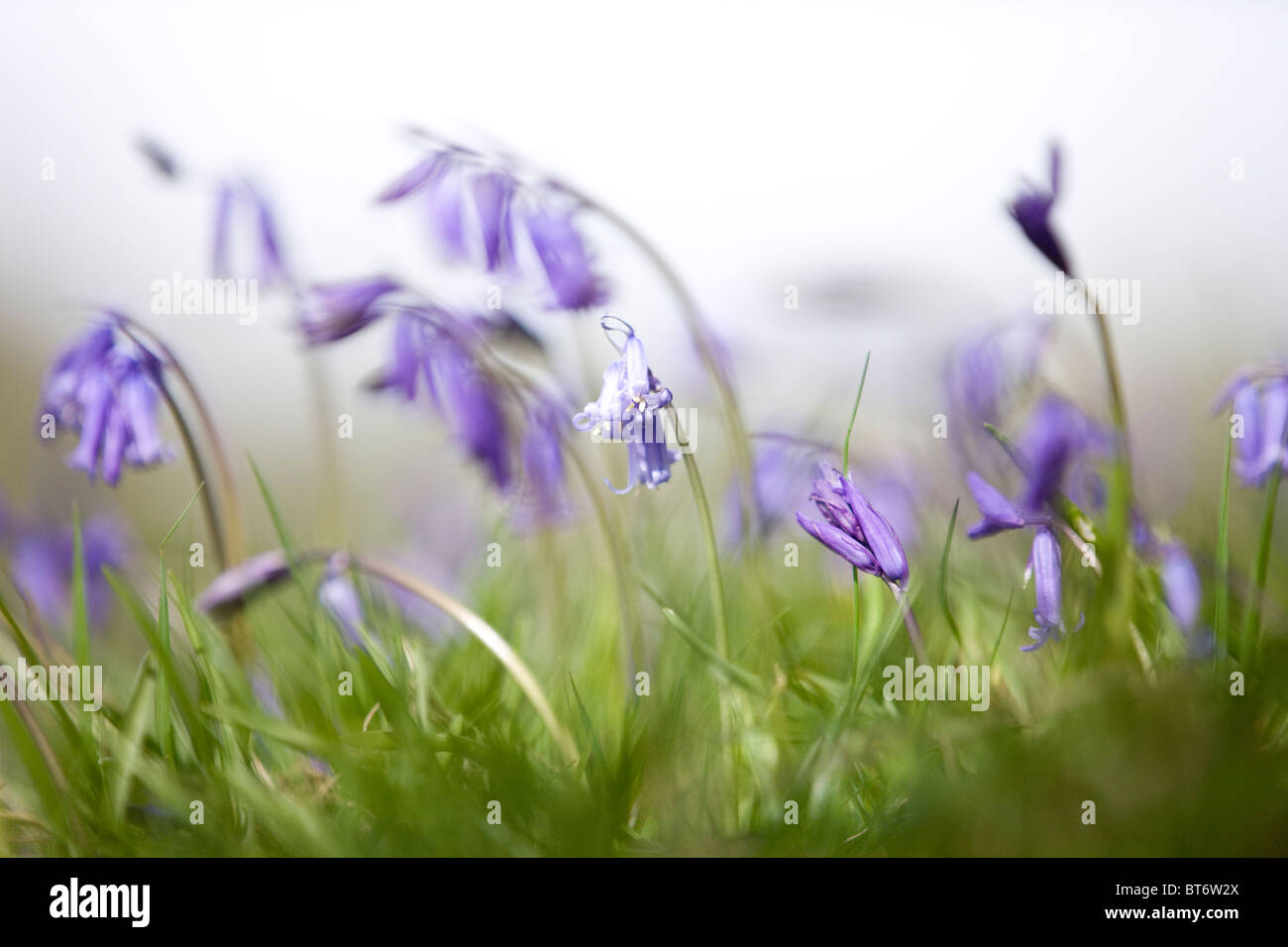 Bluebells in primavera Foto Stock