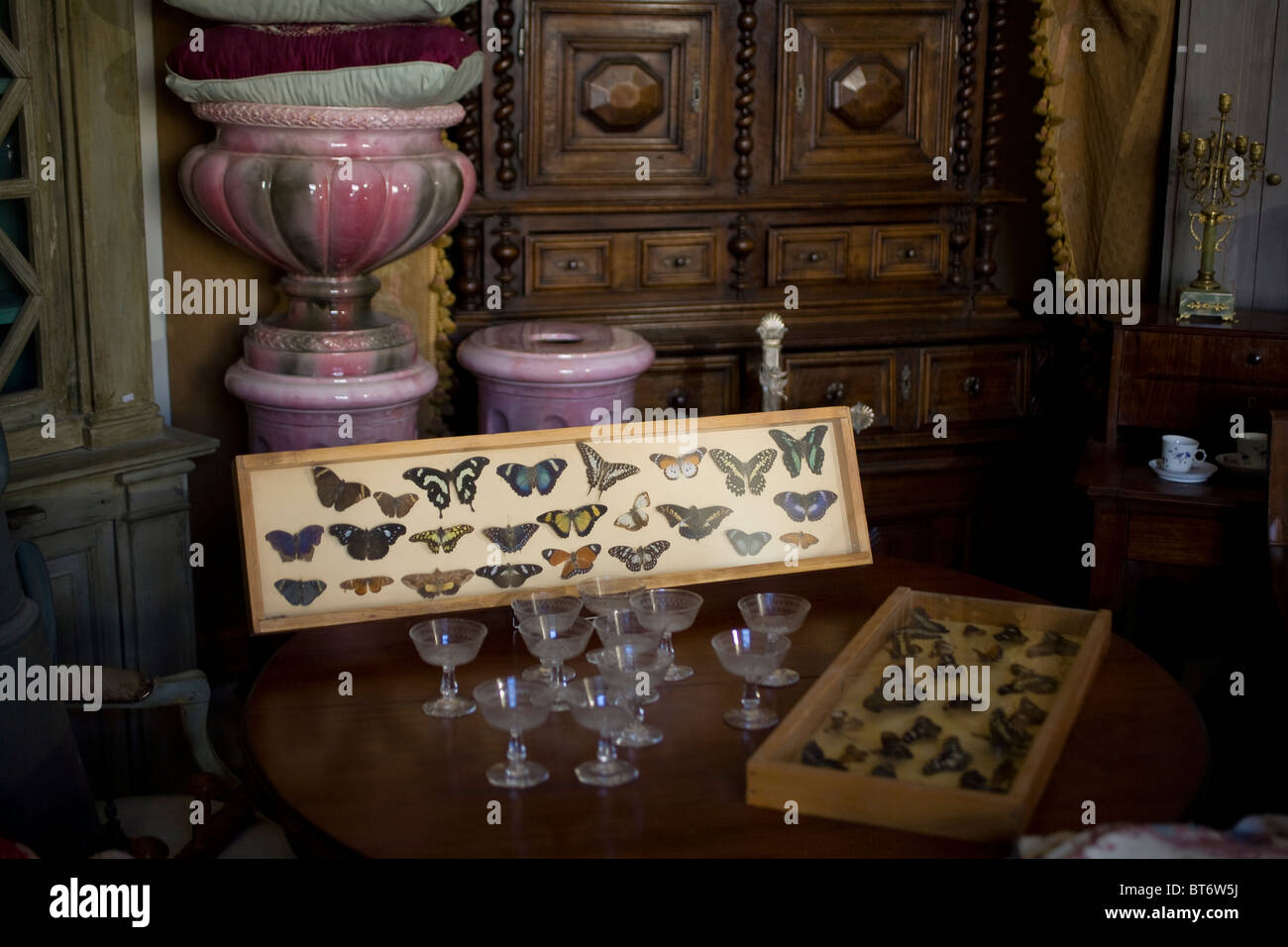 Una collezione di riposte farfalle esotiche in un negozio di antiquariato in Uzes Francia Foto Stock