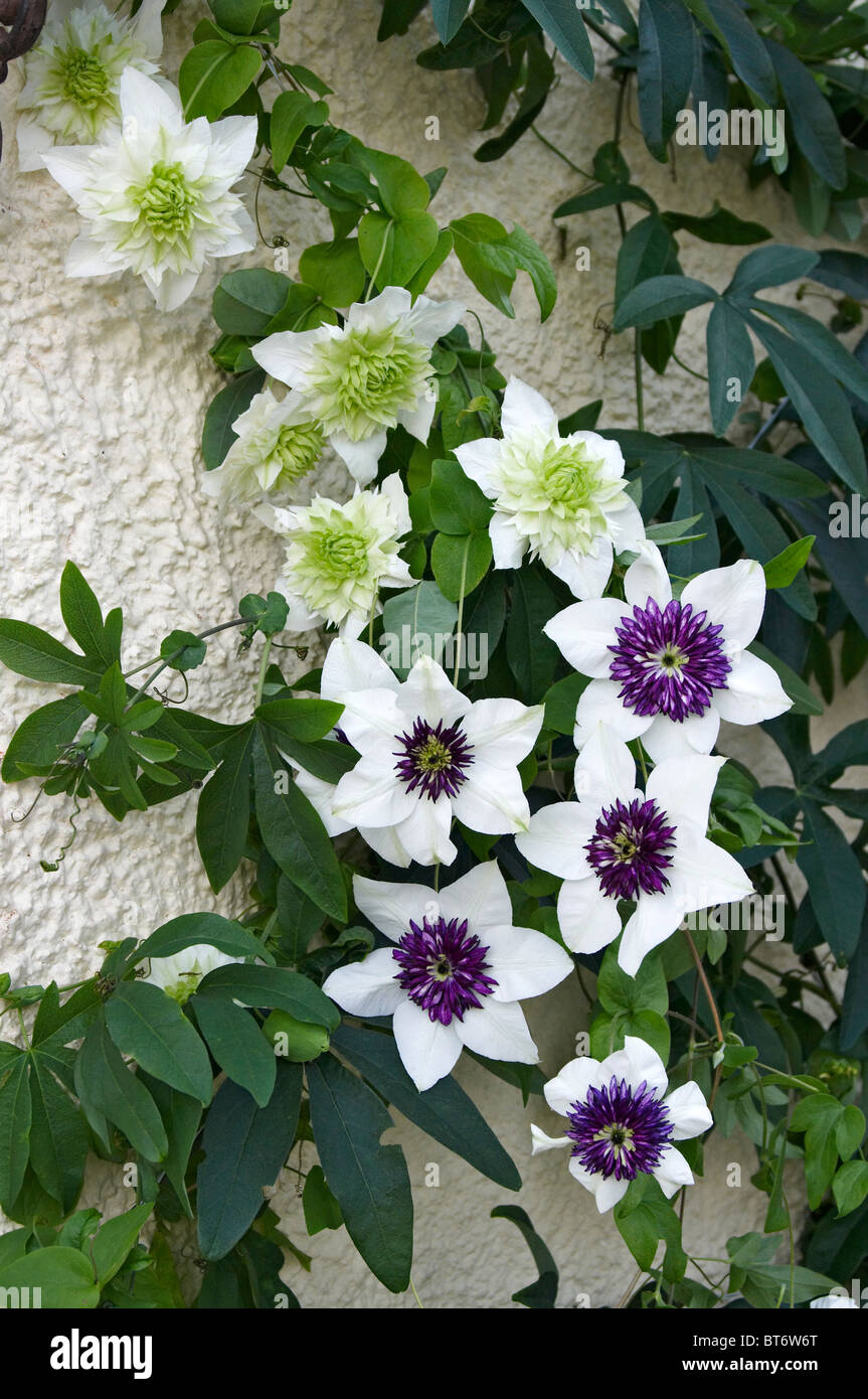 Chiudere l immagine della fioritura Clematis Foto Stock