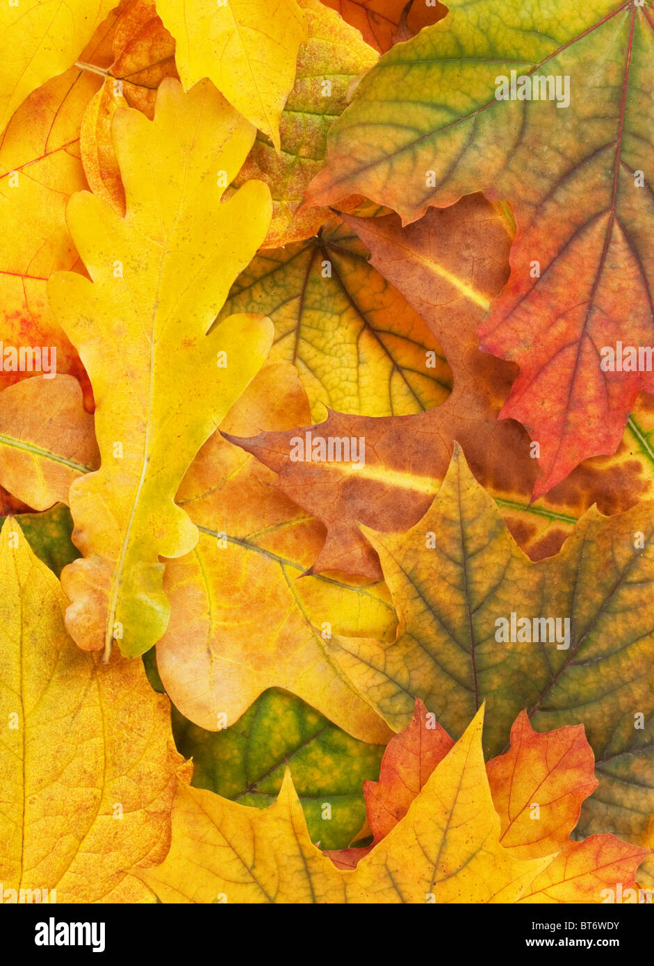 Bel colore giallo Foglie di autunno sfondo Foto Stock
