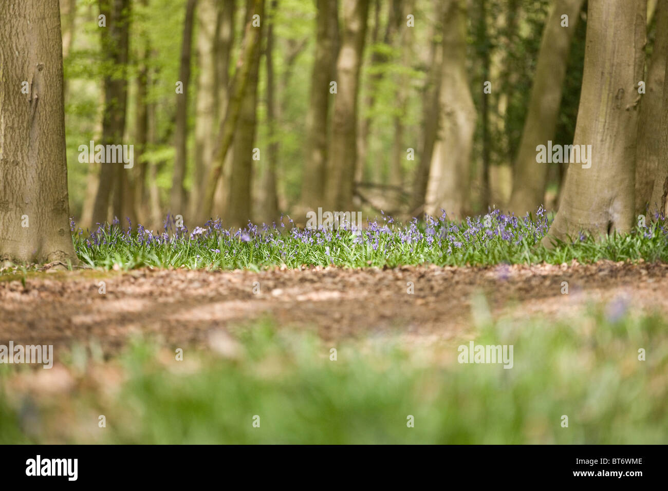 Un bluebell wood in primavera Foto Stock