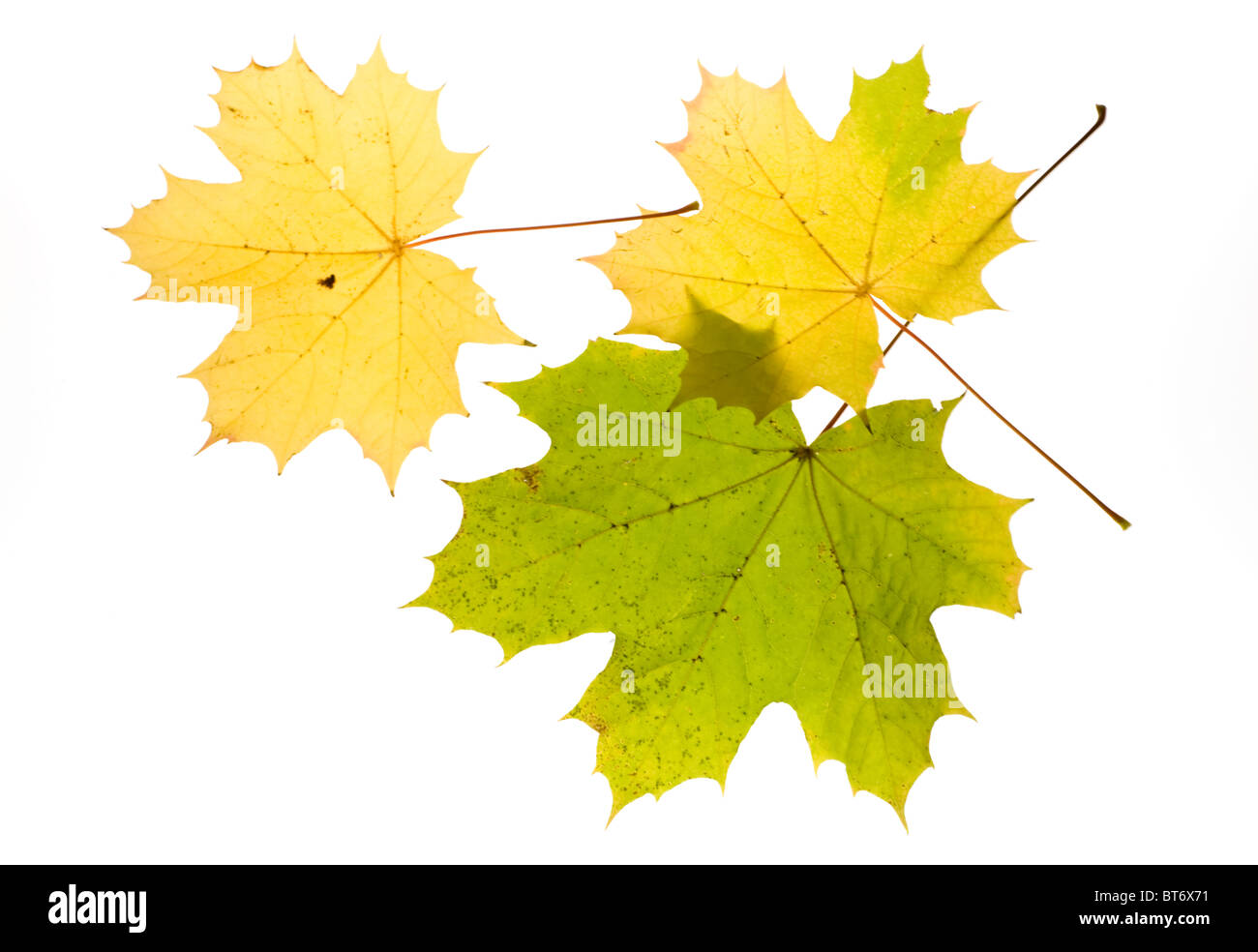 Foglia di acero in autunno Foto Stock